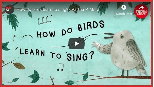 How Do Birds Learn To Sing? - Enchanted Little World