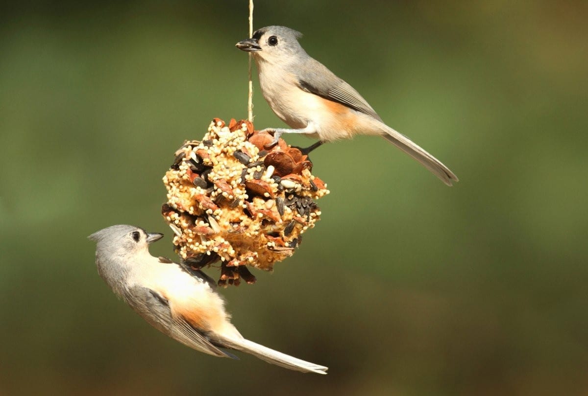 DIY Pinecone Bird Feeder • Enchanted Little World