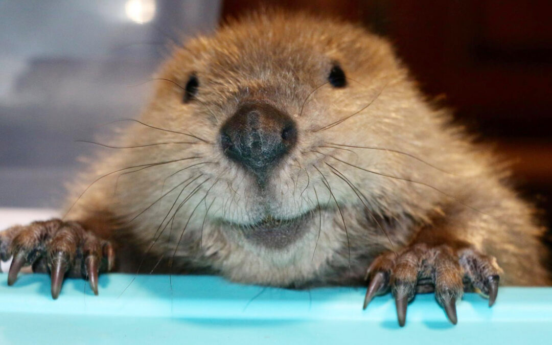 Meet Justin Beaver