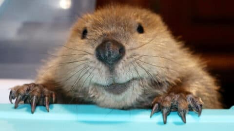 Meet Justin Beaver