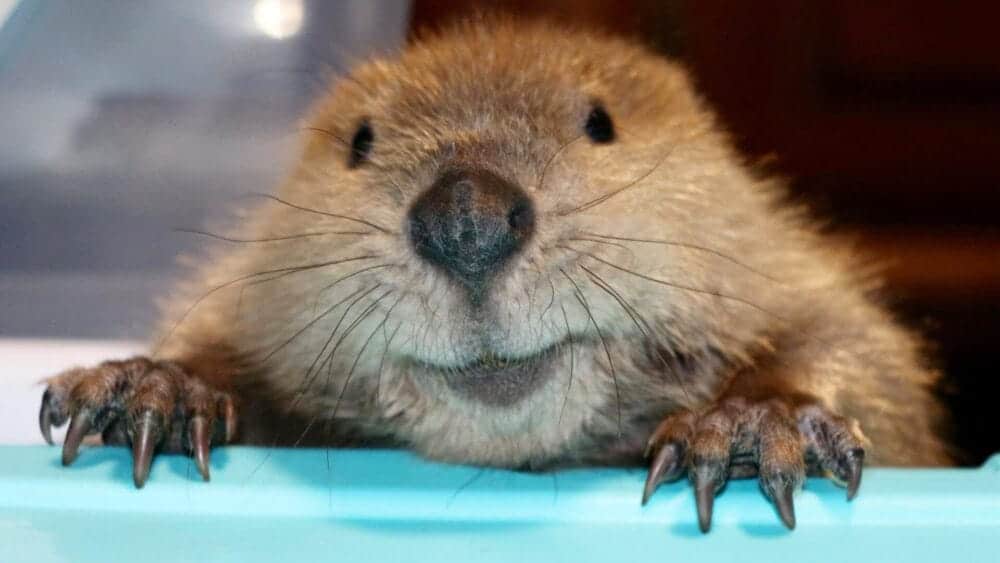 Meet Justin Beaver