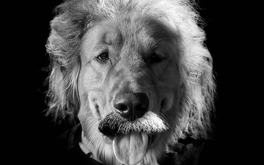 Creative Dog Artist