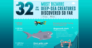 32 Strange Sea Creatures