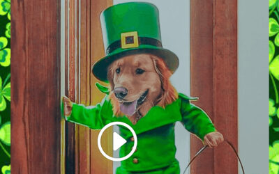Magical Leprechaun Dog