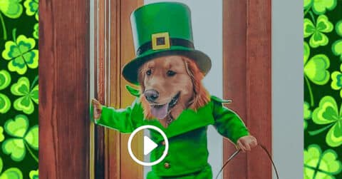 Magical Leprechaun Dog
