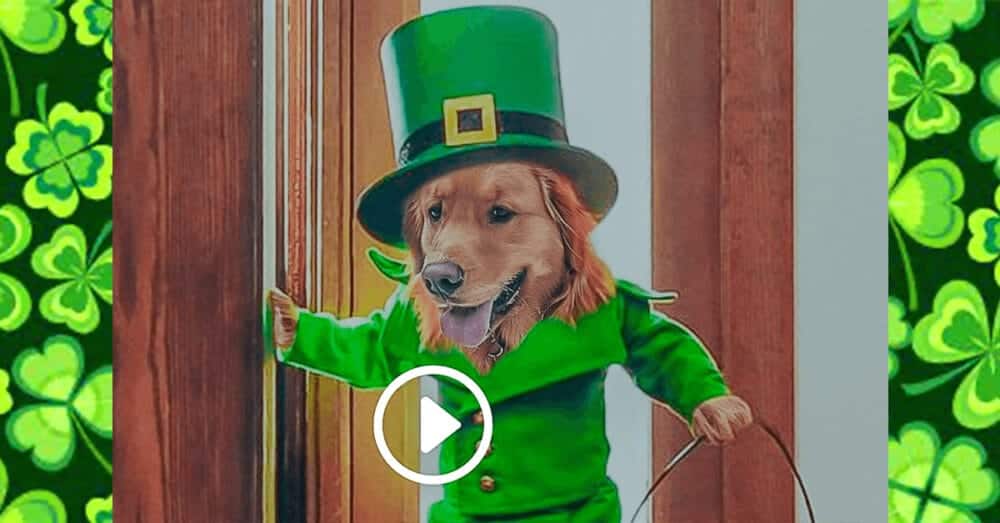 Magical Leprechaun Dog