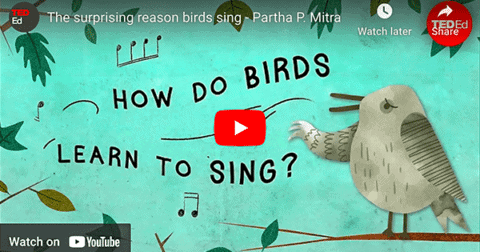 How Do Birds Learn To Sing?