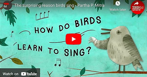 How Do Birds Learn To Sing?