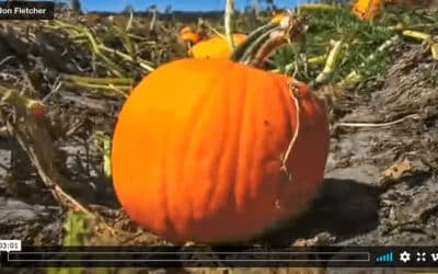Time Lapse Of A Pumpkin!