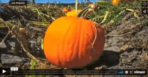 Time Lapse Of A Pumpkin!