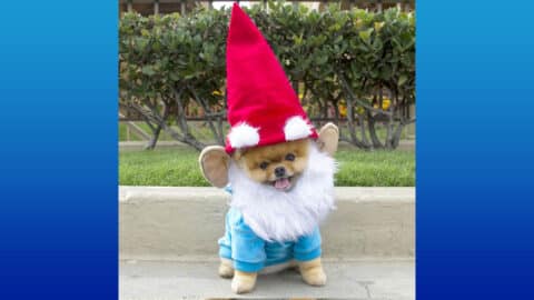 Funny Dogs In Costume