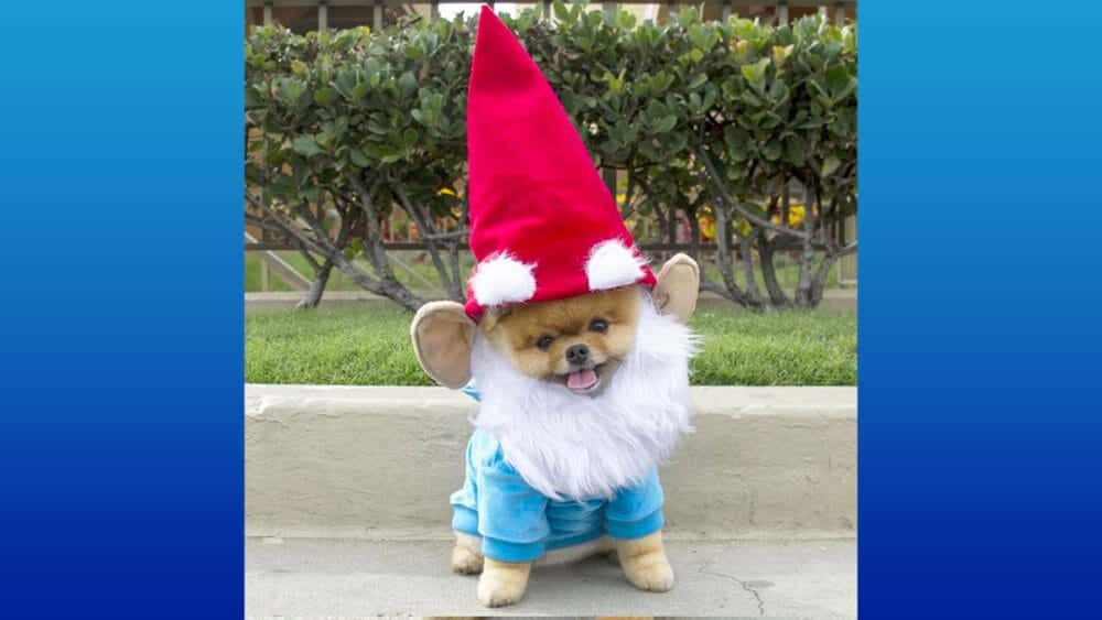 Funny Dogs In Costume