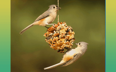 DIY Pinecone Bird Feeder
