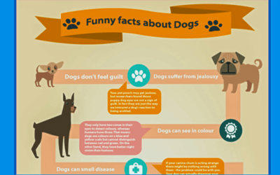 Fun Facts About Dogs