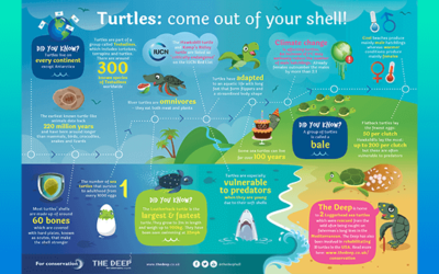 The Majestic Turtle