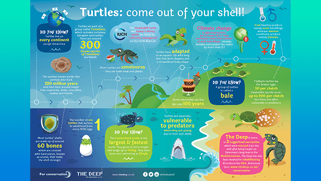 The Majestic Turtle