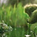 The Garden Ape