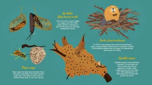 Amazing Animal Habitats