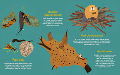Amazing Animal Habitats
