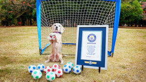 World Record Breaking Soccer Dog