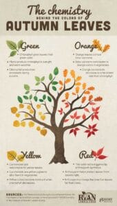 Why Do Leaves Change Color? 🍁