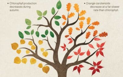 Why Do Leaves Change Color? 🍁
