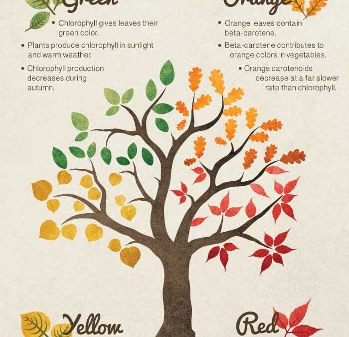 Why Do Leaves Change Color? 🍁