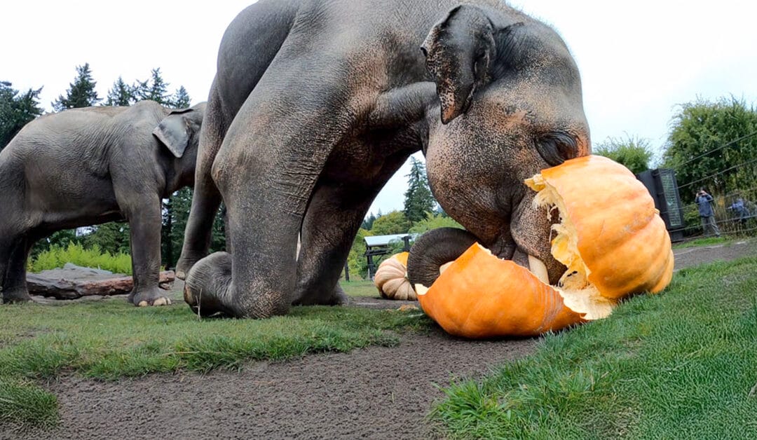 Elephants SMASH Giant Pumpkins! 🐘