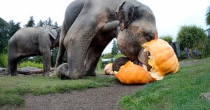 Elephants SMASH Giant Pumpkins! 🐘