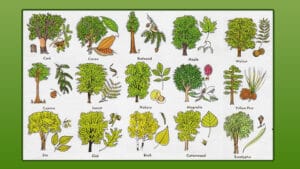 Learn How To Identify Trees And Leaves