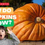 STEM For Kids: How Pumpkins Grow