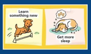 New Year’s Advice From A Dog