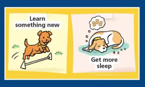 New Year’s Advice From A Dog