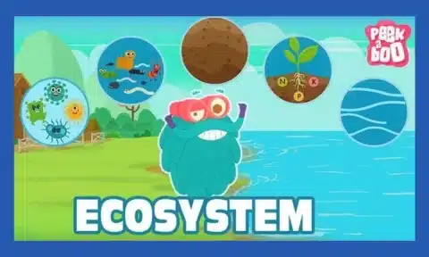 What Is An Ecosystem?