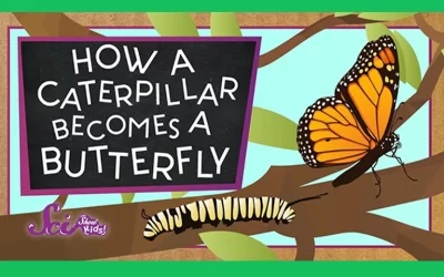 The Magic Of Metamorphosis