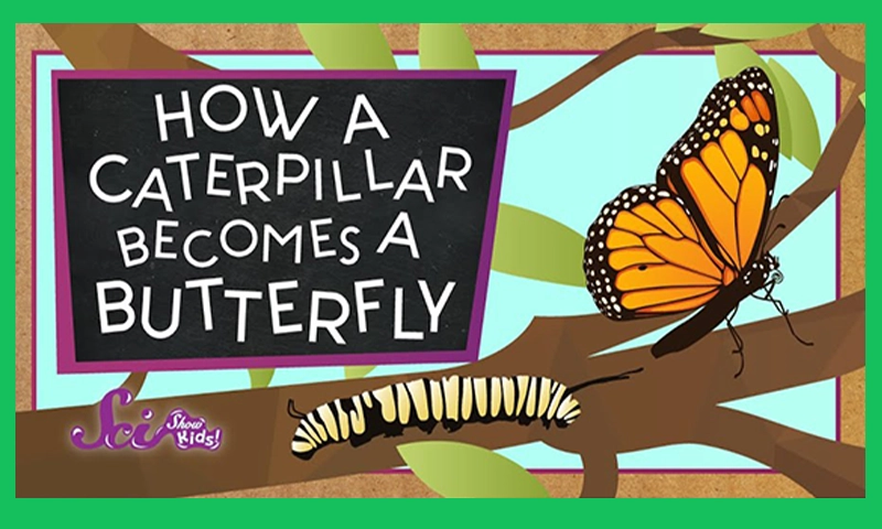 The Magic Of Metamorphosis