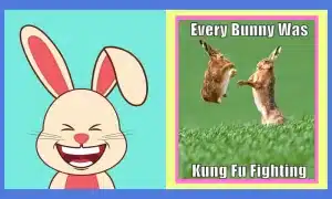 Funny Bunny Memes Collection
