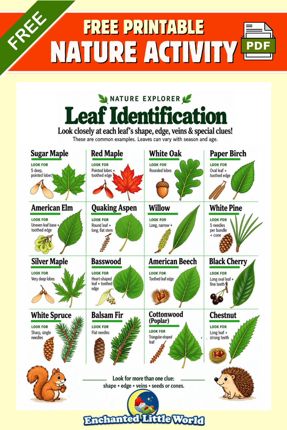 Free Leaf Identification Chart • Enchanted Little World